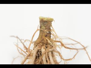 Tomate - Fusariose vasculaire (Fusarium oxysporum f. sp. lycopersici (FOL))