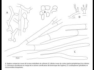 Sclerotium_cepivorum_figure1