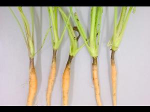 Carotte - Chancre de chaleur