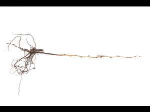 Framboise - Pourriture des racines (Phytophthora rubi)