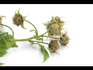 Framboise - Virus de la tache annulaire de la tomate (ToRSV)