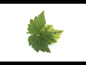 Framboise - Virus de la tache annulaire de la tomate (ToRSV)