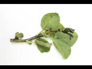 Gourgane - Pourriture fusarienne (Fusarium oxysporum)