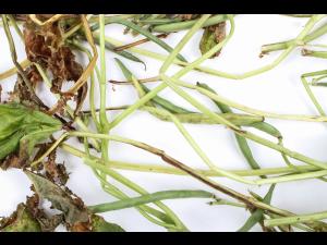 Haricot - Anthracnose (Colletotrichum lindemuthianum)_2