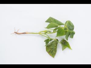 Haricot - Graisse bactérienne (Pseudomonas syringae pv. syringae)_3