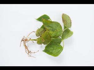 Haricot - Graisse bactérienne (Pseudomonas syringae pv. syringae)_4