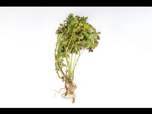 Pomme de terre - Maladies des taches brunes (Alternaria alternata)