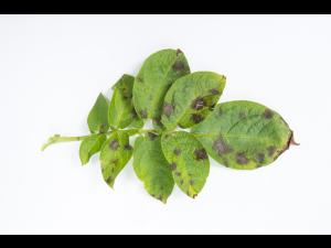 Pomme de terre - Maladies des taches brunes (Alternaria alternata)