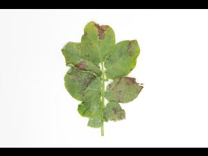 Pomme de terre - Brûlure hâtive (Alternaria solani)
