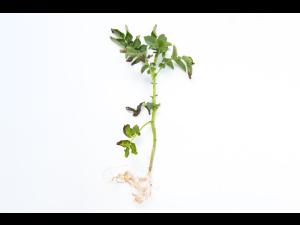 Pomme de terre - Fusariose vasculaire (Fusarium oxysporum)