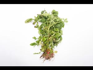 Pomme de terre - Jambe noire (Pectobacterium atrosepticum)