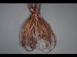 Fraise - Salinité élevée