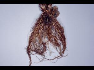 Fraise - Salinité élevée