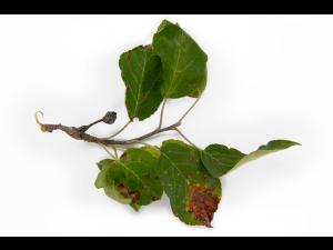 Pomme - Chancre à Botryosphaeria (Diplodia mutila)