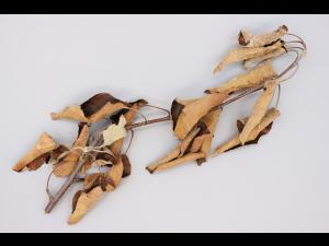 Pomme - Pourriture des racines et du collet (Phytophthora cactorum)