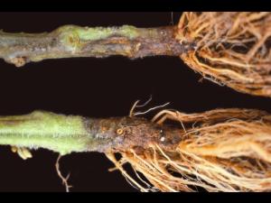 Tomate - Fusariose des racines et du collet (Fusarium oxysporum f. sp. radicis-lycopersici (FORL))