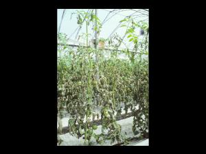 Tomate - Mildiou (Phytophthora infestans)