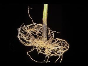 Tomate - Rhizoctone commun (Rhizoctonia solani)