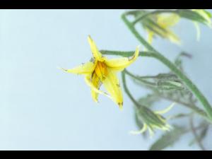 Tomate - Virus X de la pomme de terre (PVX)