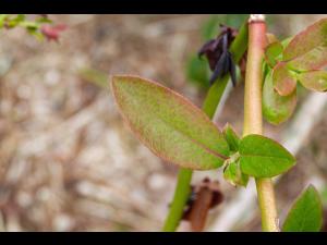 Bleuet - Virus du choc du bleuet (BlShV)