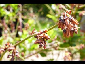 Bleuet - Virus du choc du bleuet (BlShV)