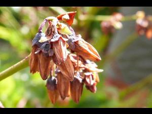 Bleuet - Virus du choc du bleuet (BlShV)