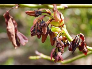 Bleuet - Virus du choc du bleuet (BlShV)