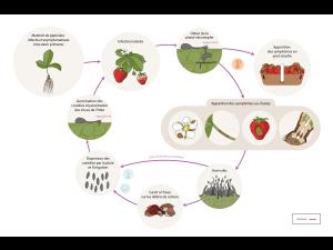 Fraise - Anthracnose (Colletotrihum spp.) - Cycle de maladie