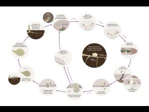 Soya - Nématode à kyste du soya NKS (Heterodera glycines) - Cycle de maladie
