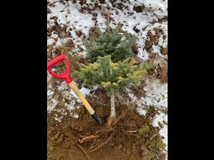 Arbres de Noël (Sapins)_Carences associées à un pH élevé
