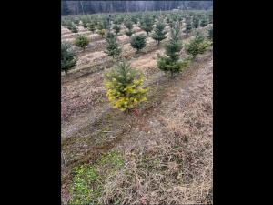 Arbres de Noël (Sapins)_Carences associées à un pH élevé
