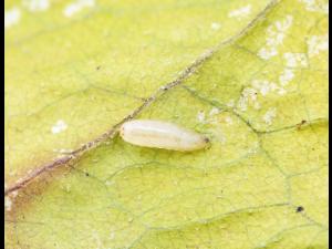 Rhagoletis striatella