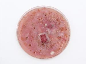 Fusarium_graminearum_2