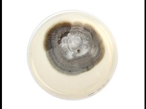 Helminthosporium_solani_1