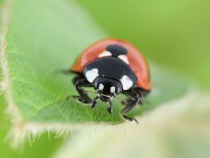Coccinelle à sept points (Coccinella septempunctata)