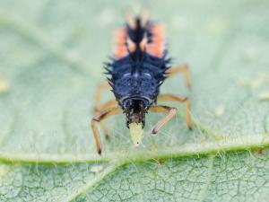 Coccinelle asiatique (Harmonia axyridis)