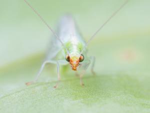 Chrysope verte (Chrysoperla carnea)