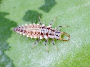 Chrysope verte (Chrysoperla carnea)