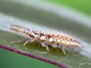 Chrysope verte (Chrysoperla carnea)