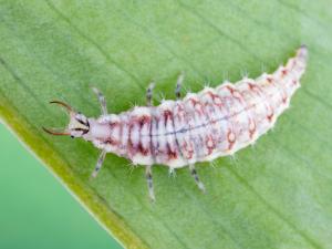 Chrysope verte (Chrysoperla carnea)