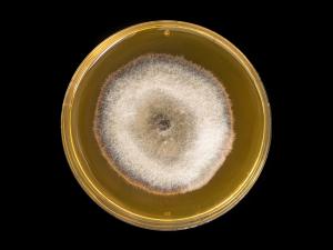 Alternaria_solani_12