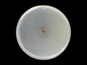 Alternaria_solani_14