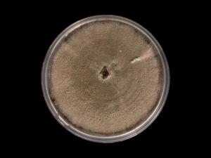 Colletotrichum_acutatum_9