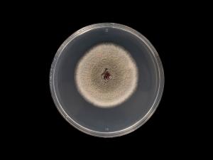 Colletotrichum_acutatum_7