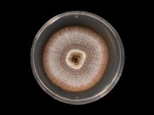 Dactylonectria_torresensis_7