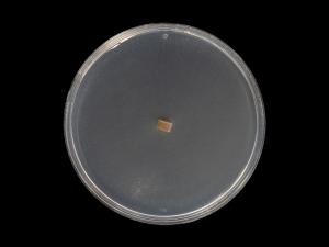 Dactylonectria_torresensis_11