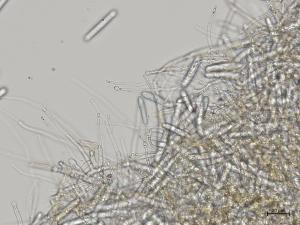 Dactylonectria_torresensis_3