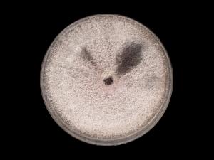 Fusarium_oxysporum_12