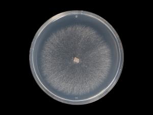 Fusarium_oxysporum_14