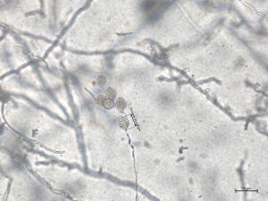 Phytophthora_cactorum_3